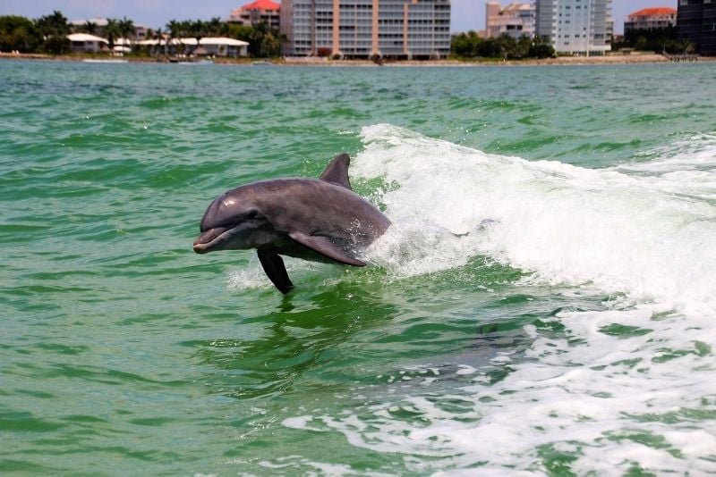 dolphin watching in Marco Island