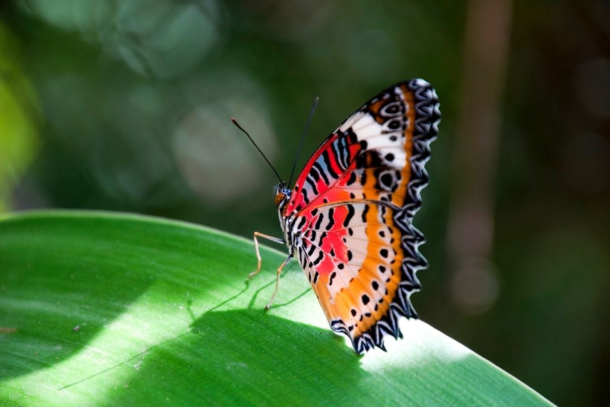 Banteay Srey Butterfly Centre, Siem Reap