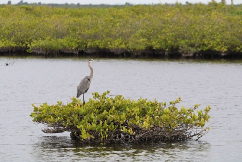 Canaveral Wildlife Tours in Cape Canaveral, Florida