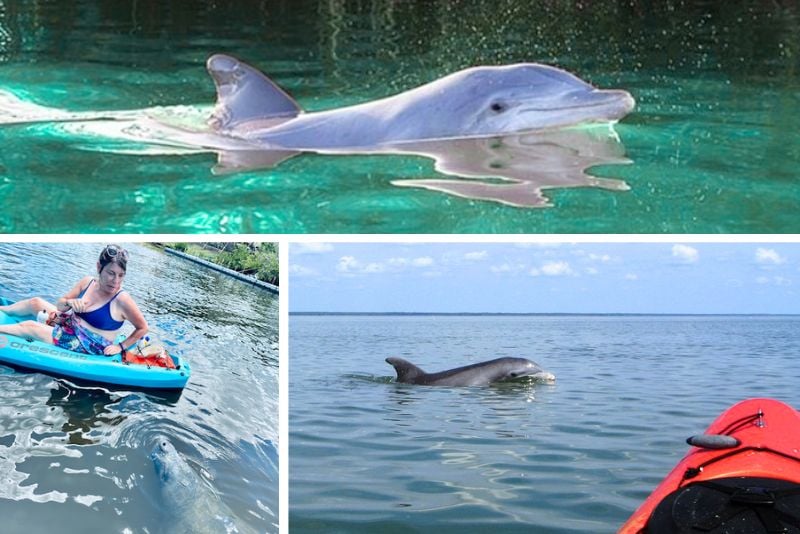 Dolphin-watching tours in Cape Canaveral, Florida