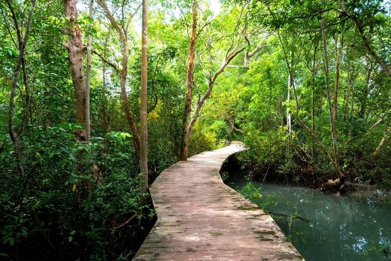 Mangrove Walkway, Krabi
