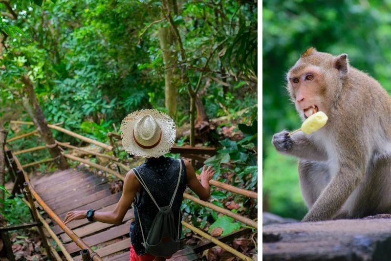 Monkey Trail, Krabi