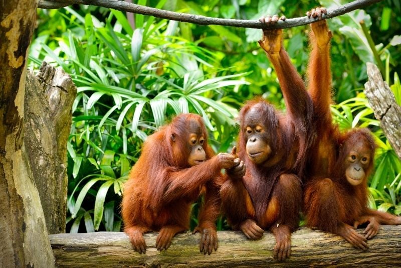 Orang Utan Island, Malaysia