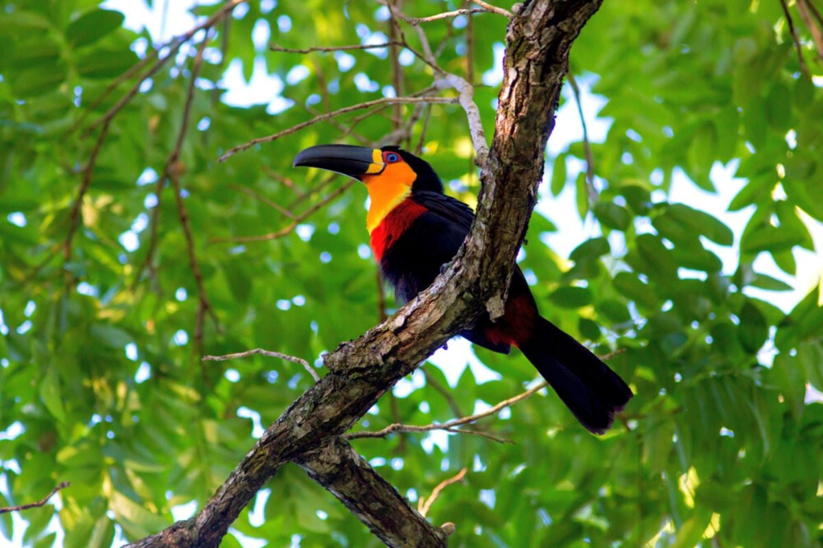 Tijuca National Park, Rio de Janeiro