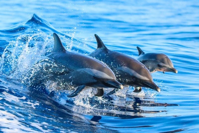dolphin and whale watching boat tours in Madeira
