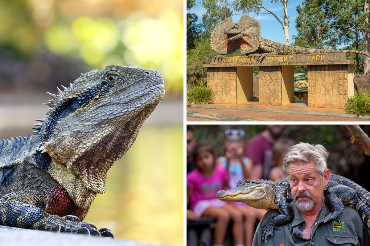 Australian Reptile Park, Sydney