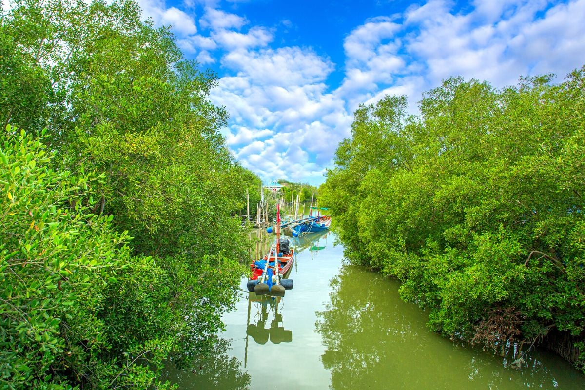 Can Gio Reserve, Vietnam