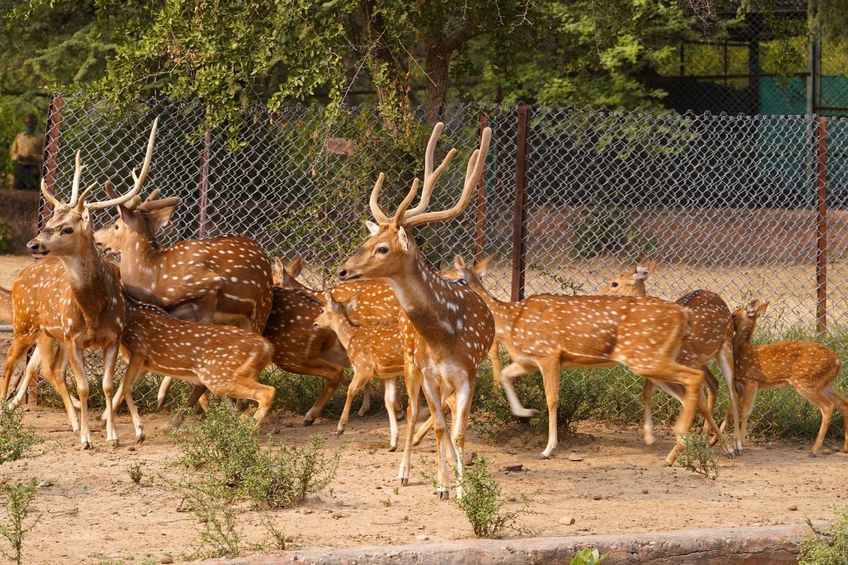 Nahargarh Biological Park, Rajasthan