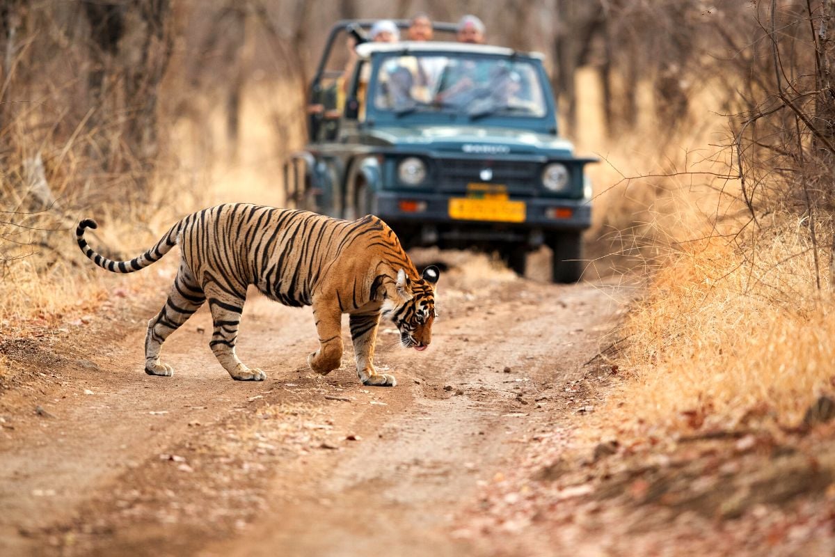 Ranthambore National Park, Rajasthan