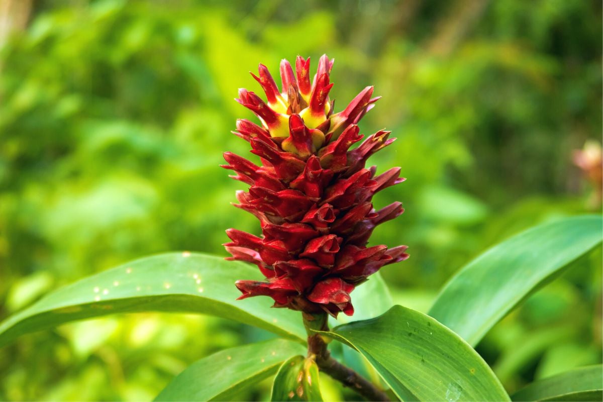 The Australian Botanic Garden, Sydney