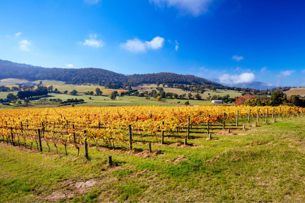 Yarra Valley day tours from Melbourne