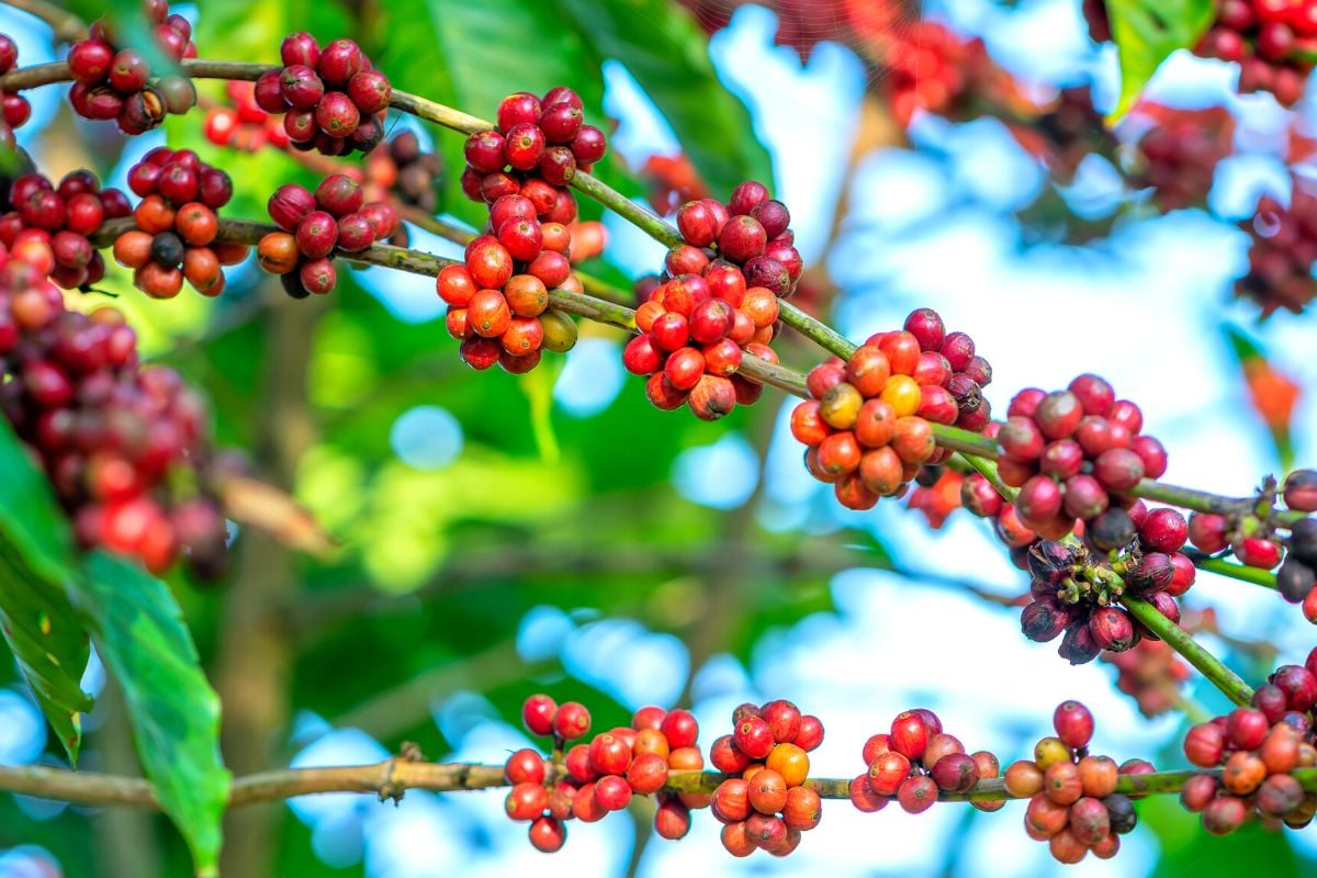 coffee plantation tour around Ubud
