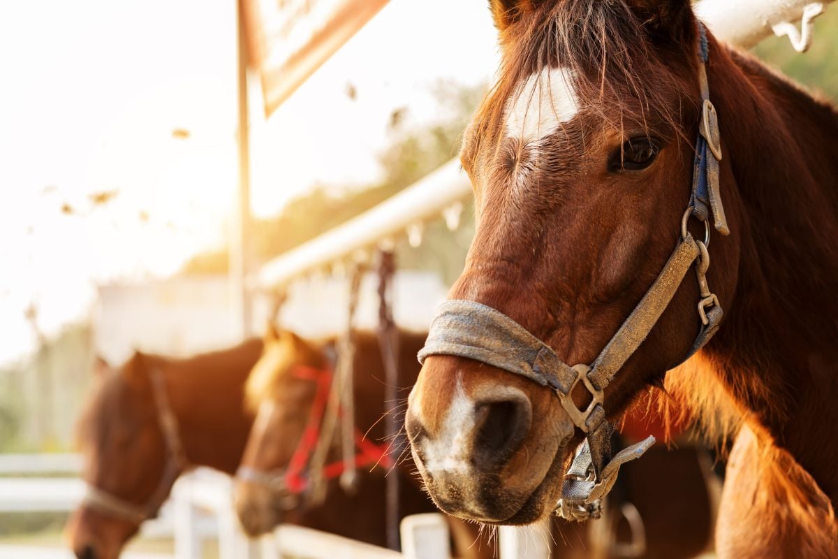 horse riding in Jaipur