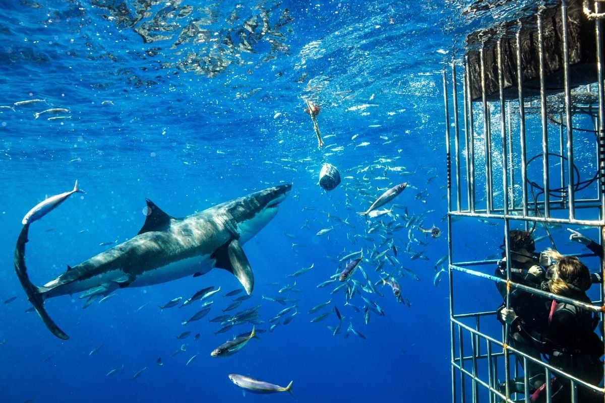 shark cage diving in Cape Town