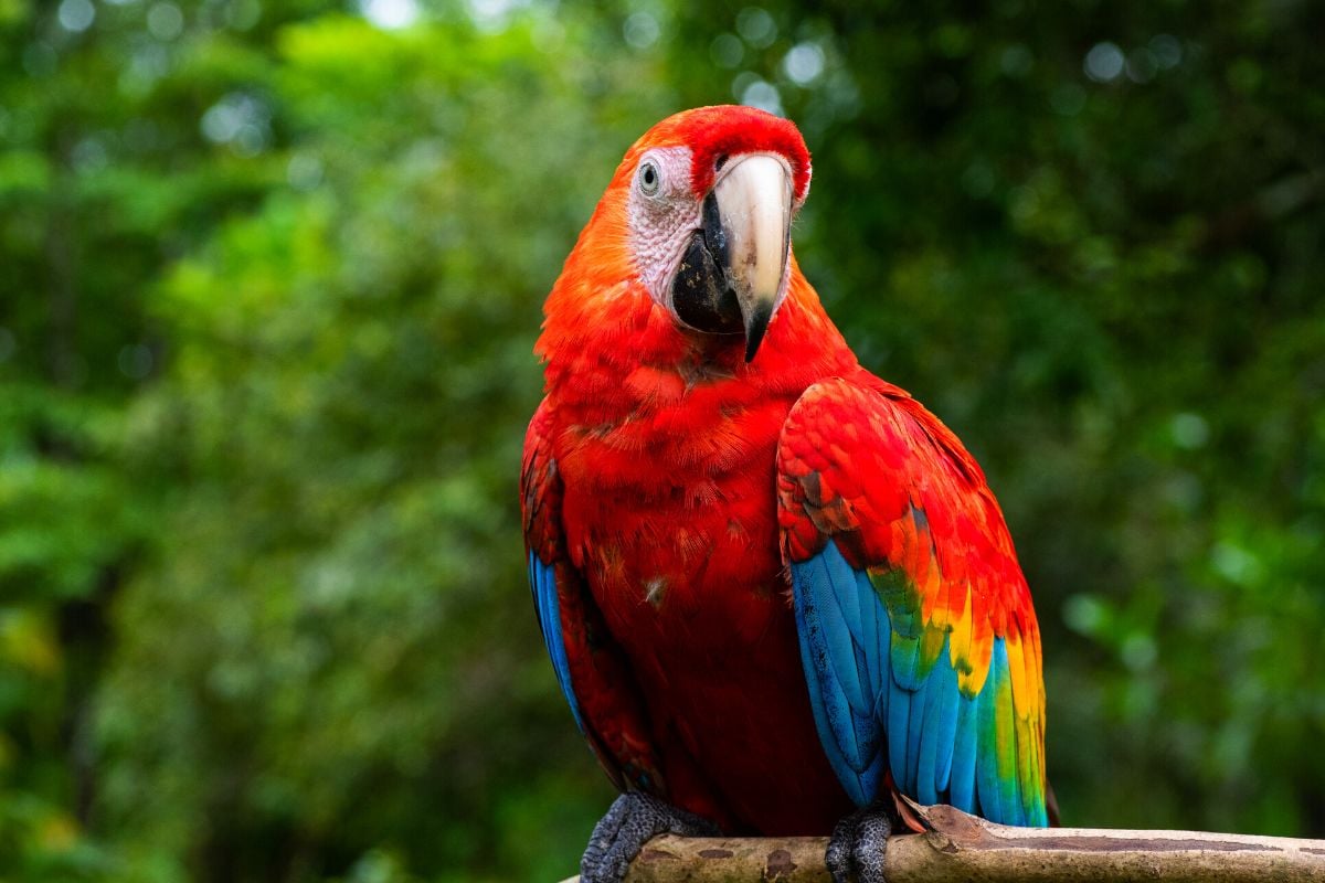 Parque Zoológico Huachipa, Lima