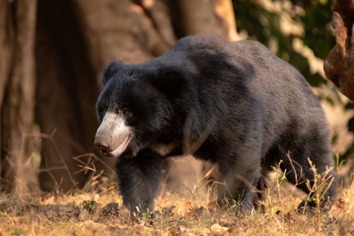 Wildlife SOS, Agra