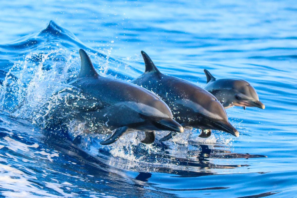 Delfinbeobachtung in São João, Azoren