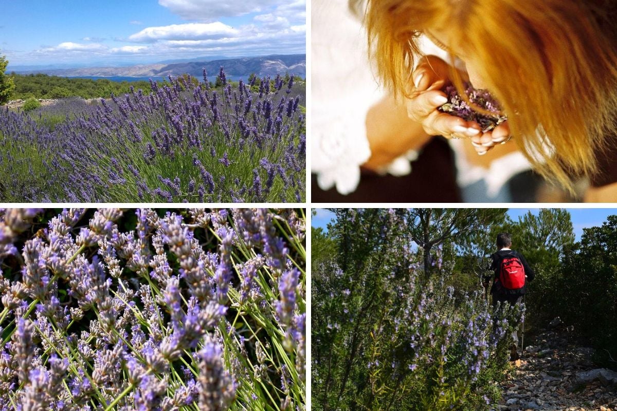lavender tours from Hvar