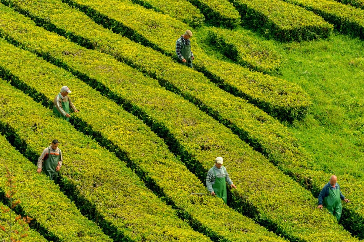 Teeplantagen in São Miguel, Azoren