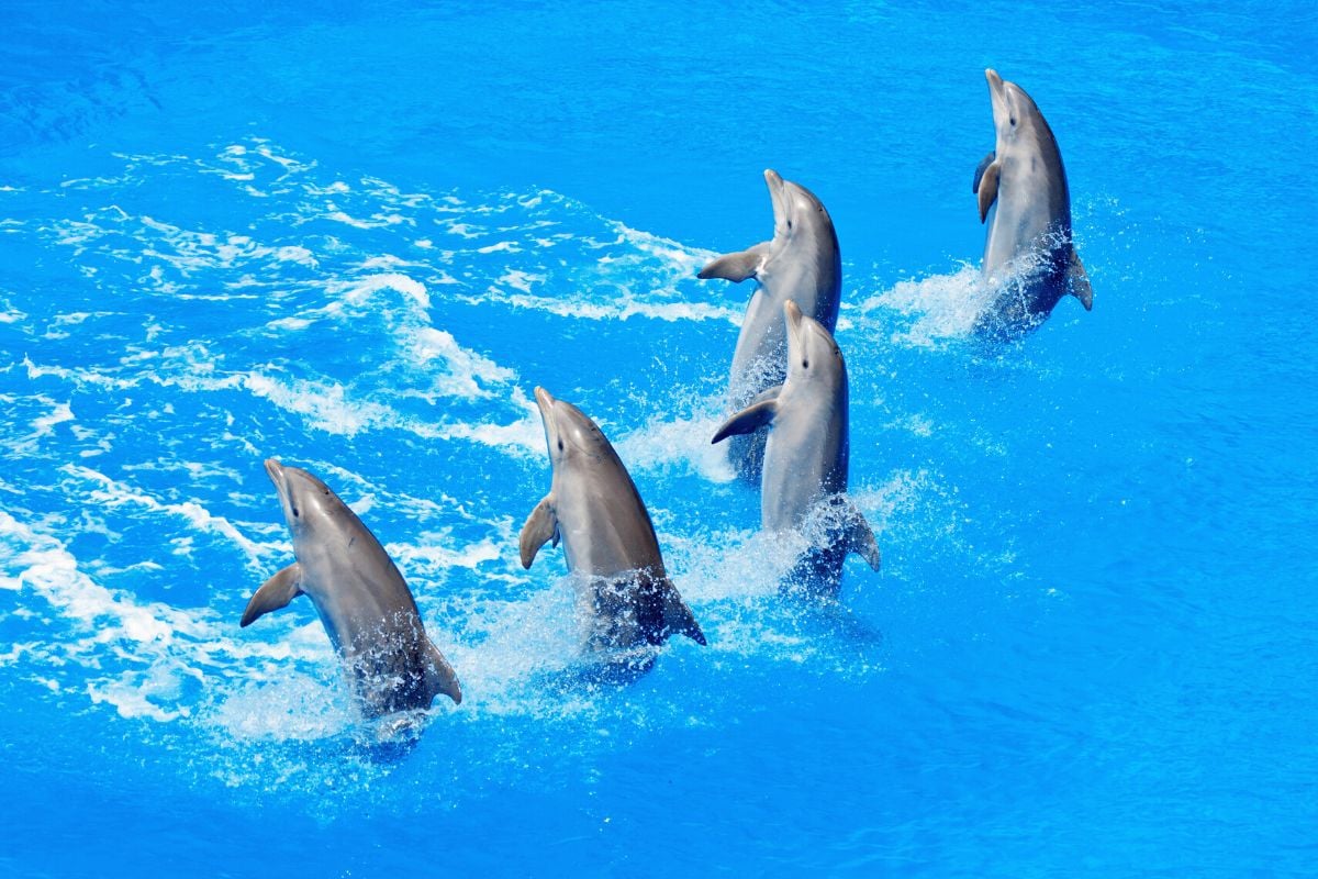 Agadir Dolphin World, Morocco