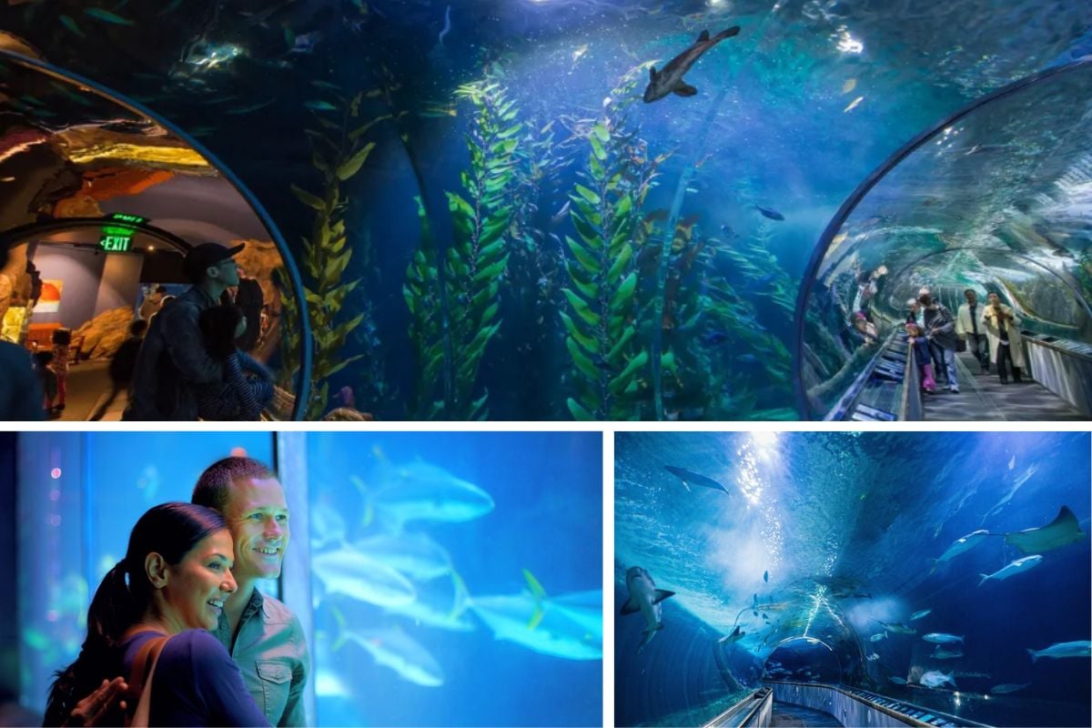 Aquarium of the Bay San Francisco for couples