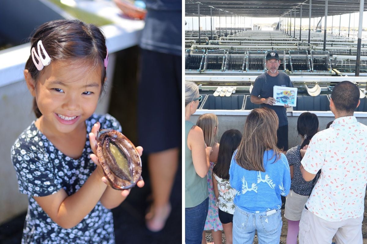 Big Island Abalone