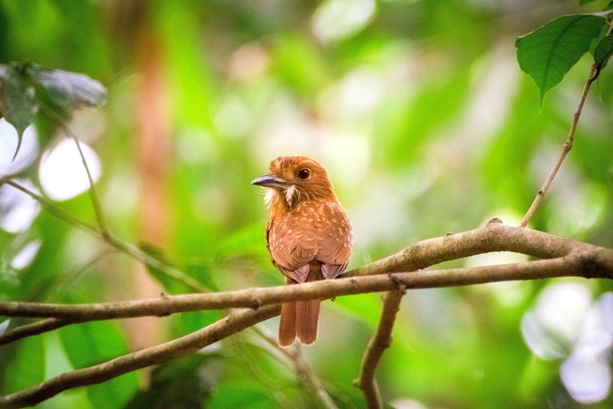 Carara National Park, Costa Rica