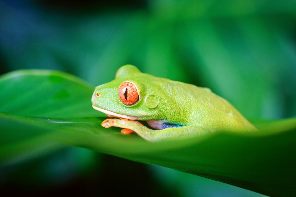 Frog Safari, Costa Rica
