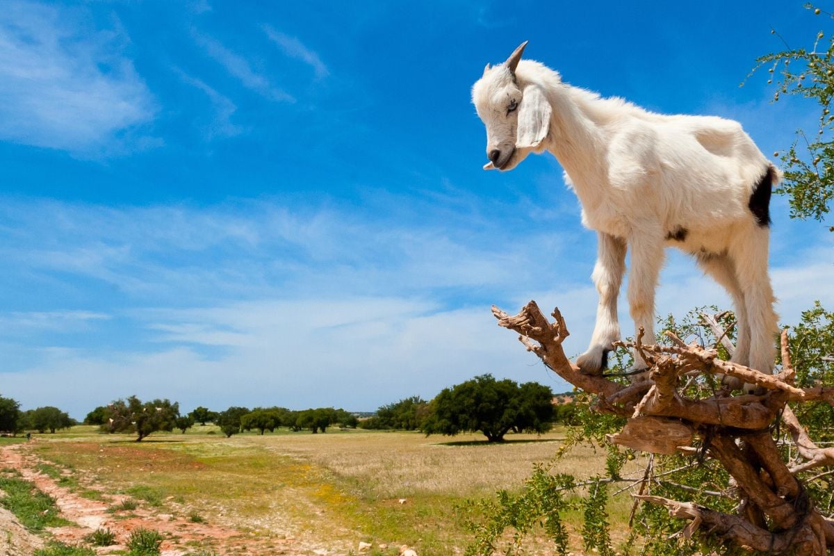 Goat on Trees, Agadir