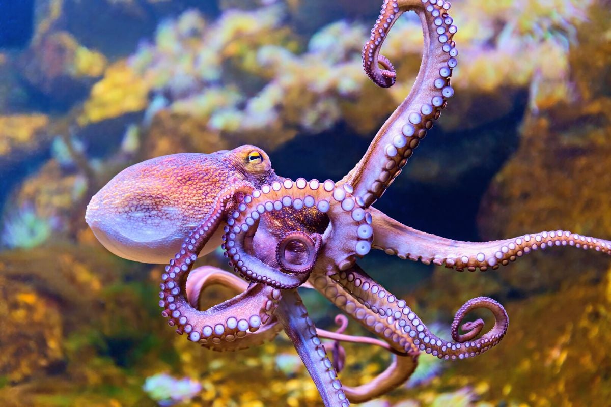 Kanaloa Octopus Farm, Kona