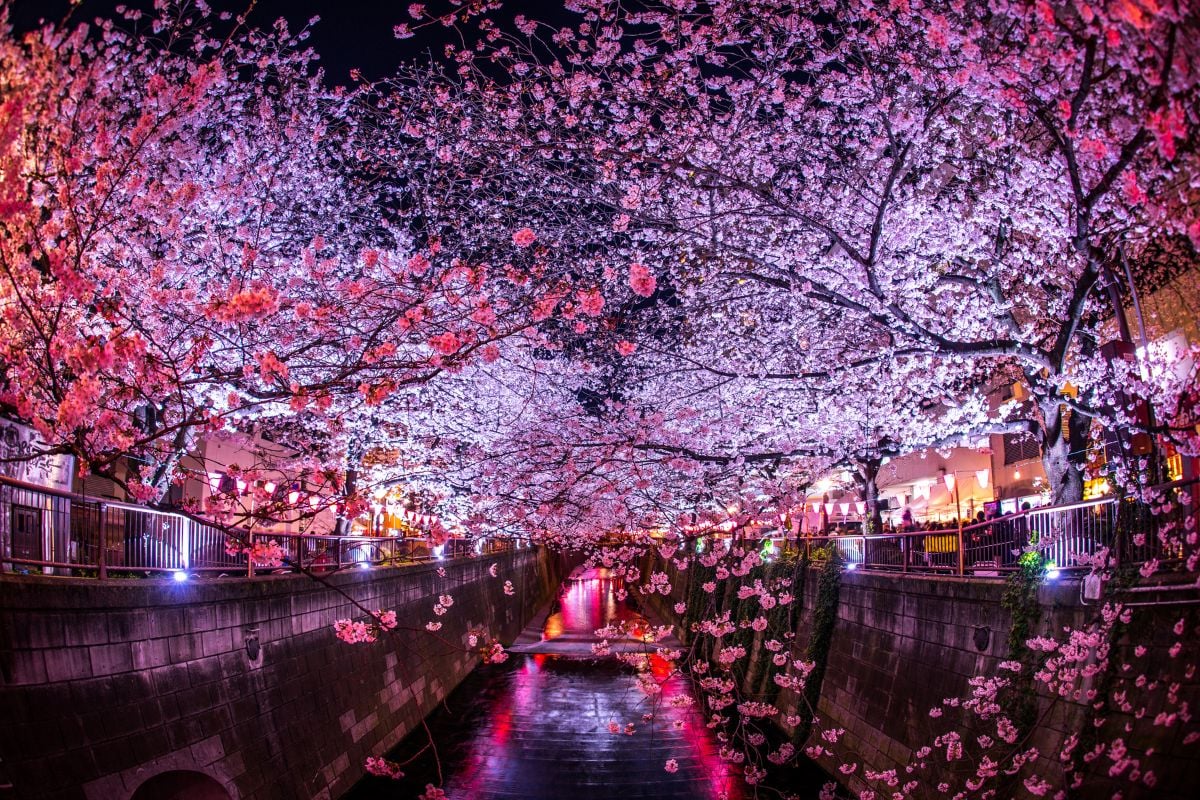 Fiore di ciliegio del fiume Meguro, Tokyo