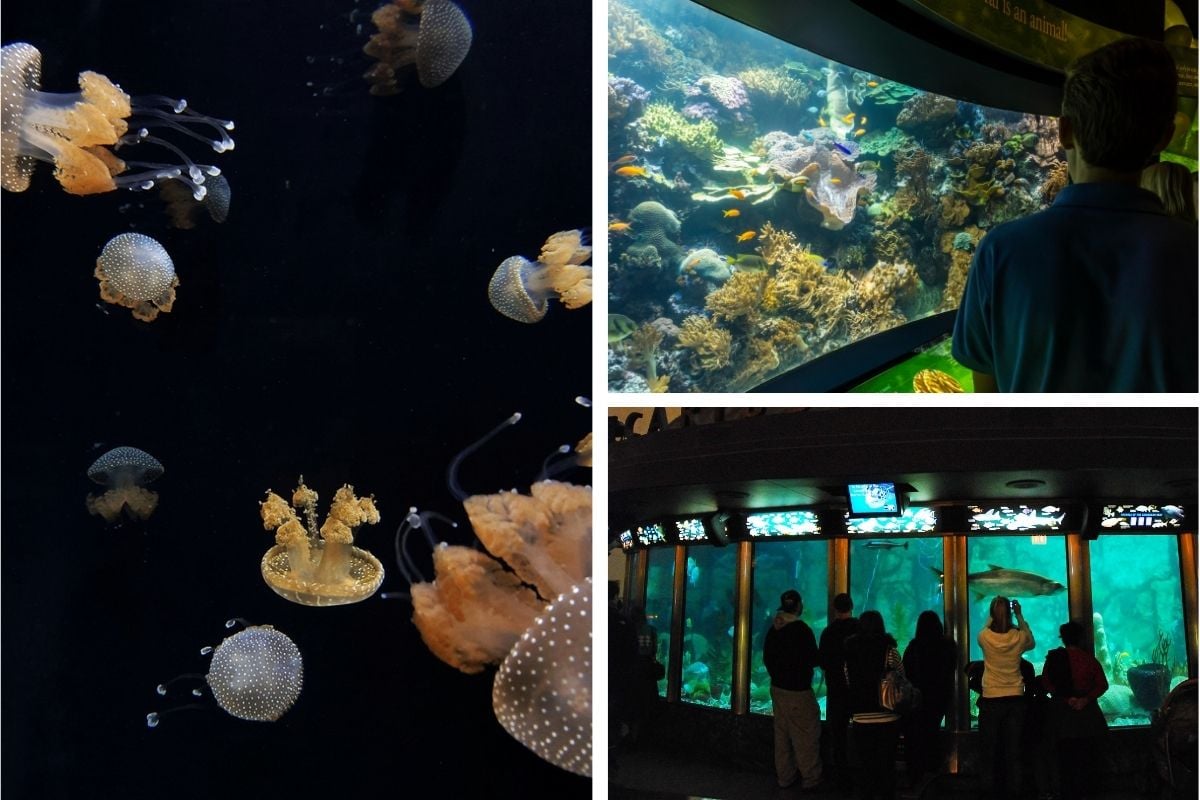 Shedd Aquarium, Downtown Chicago