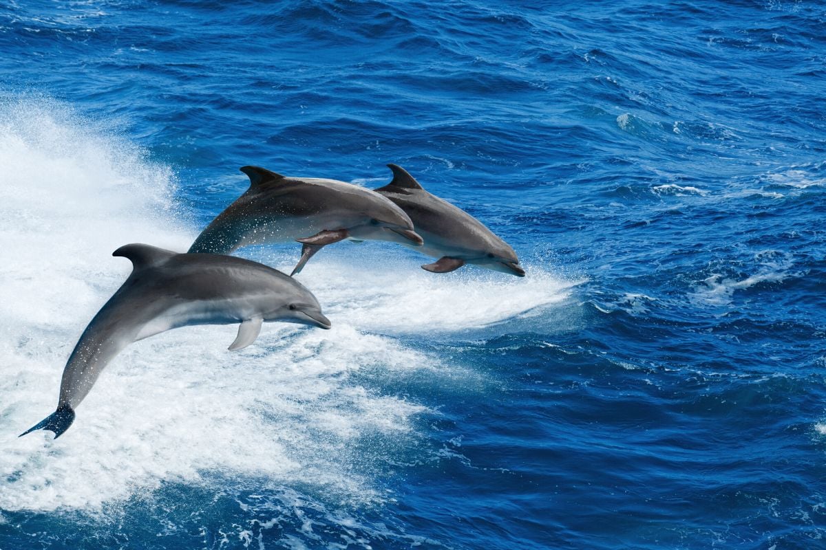 dolphin and whale watching in Costa Rica