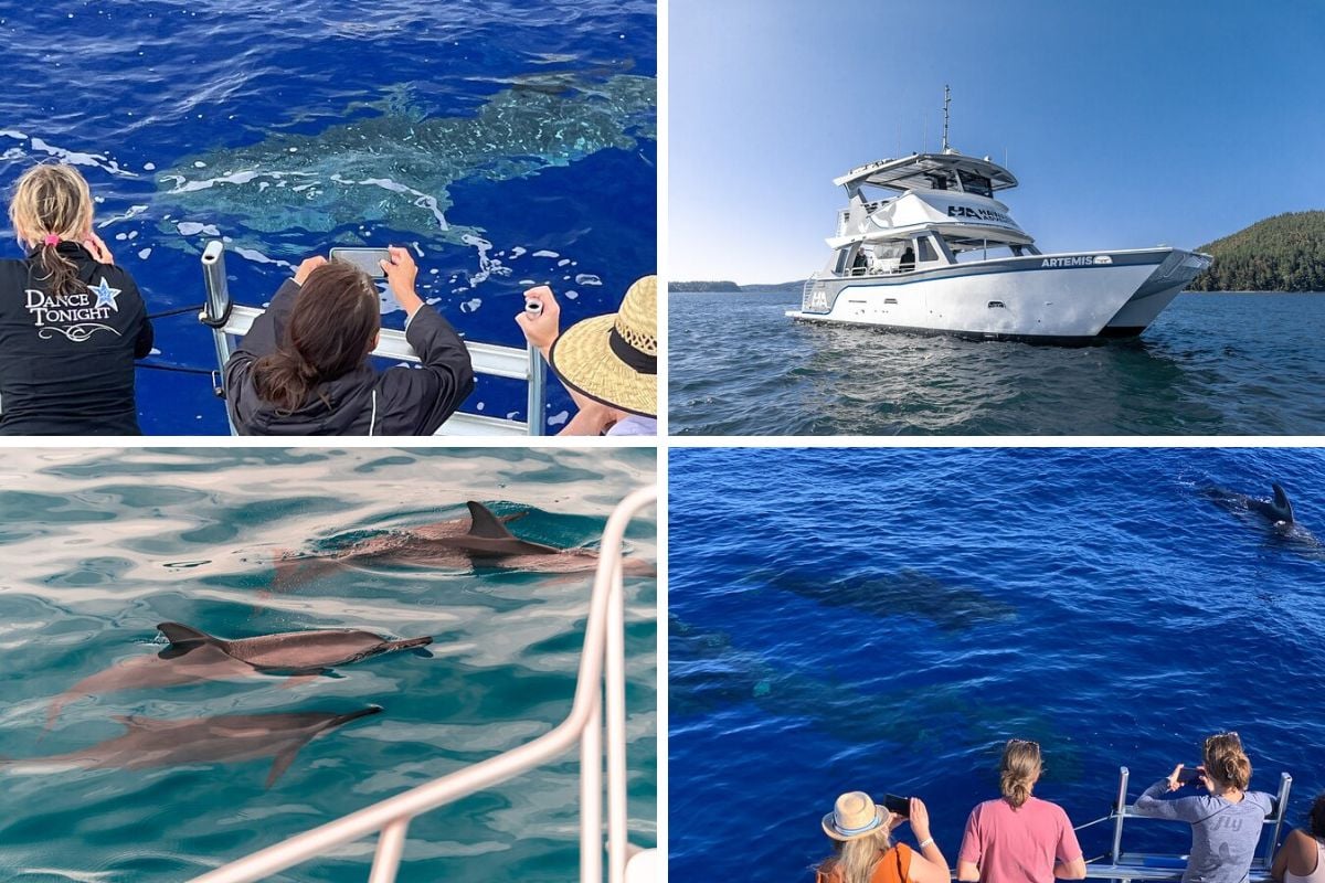 dolphin watching cruises in Big Island