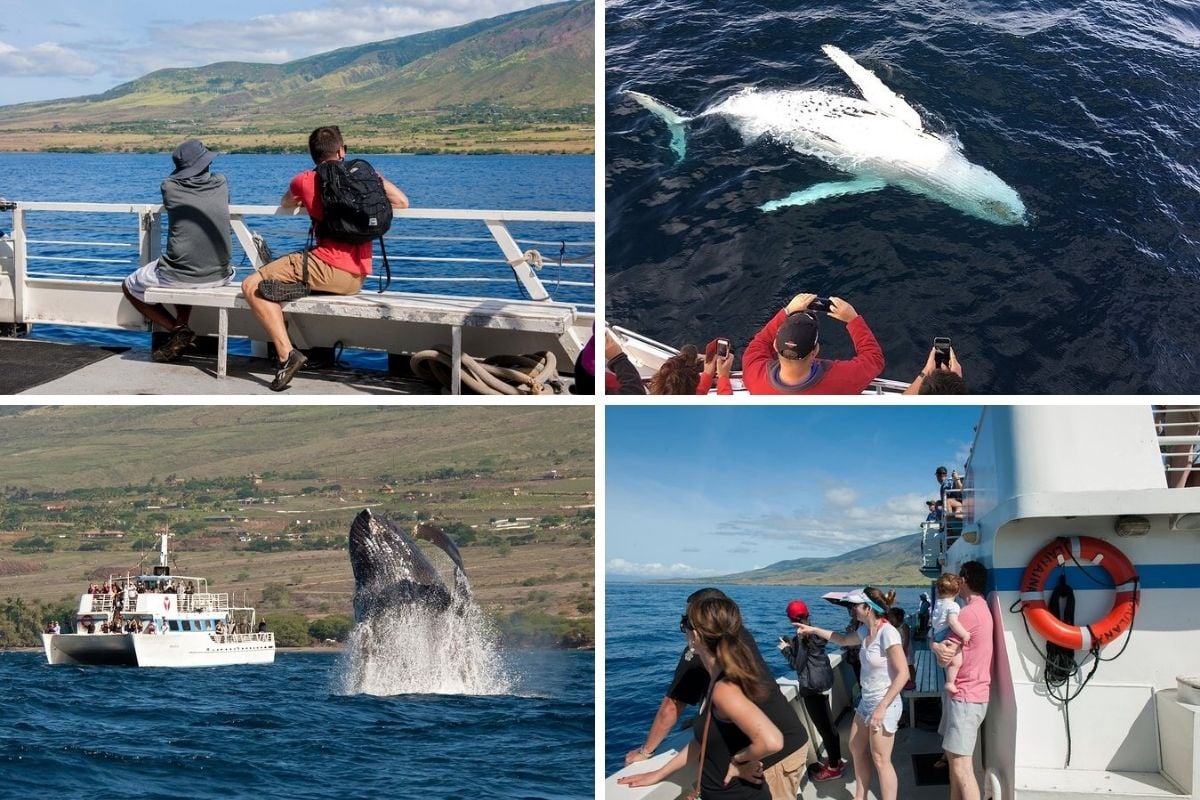 whale watching cruises in Oahu