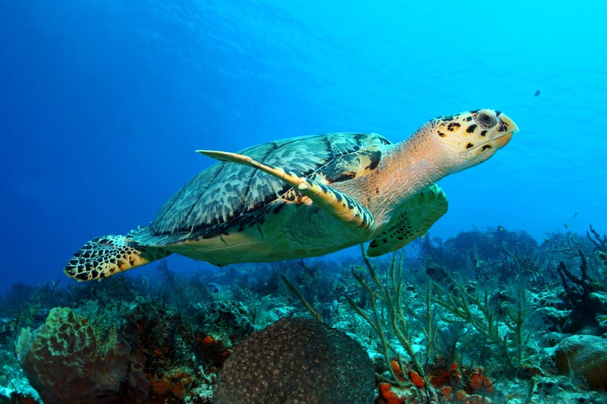 Arrecifes de Cozumel National Park, Isla Cozumel