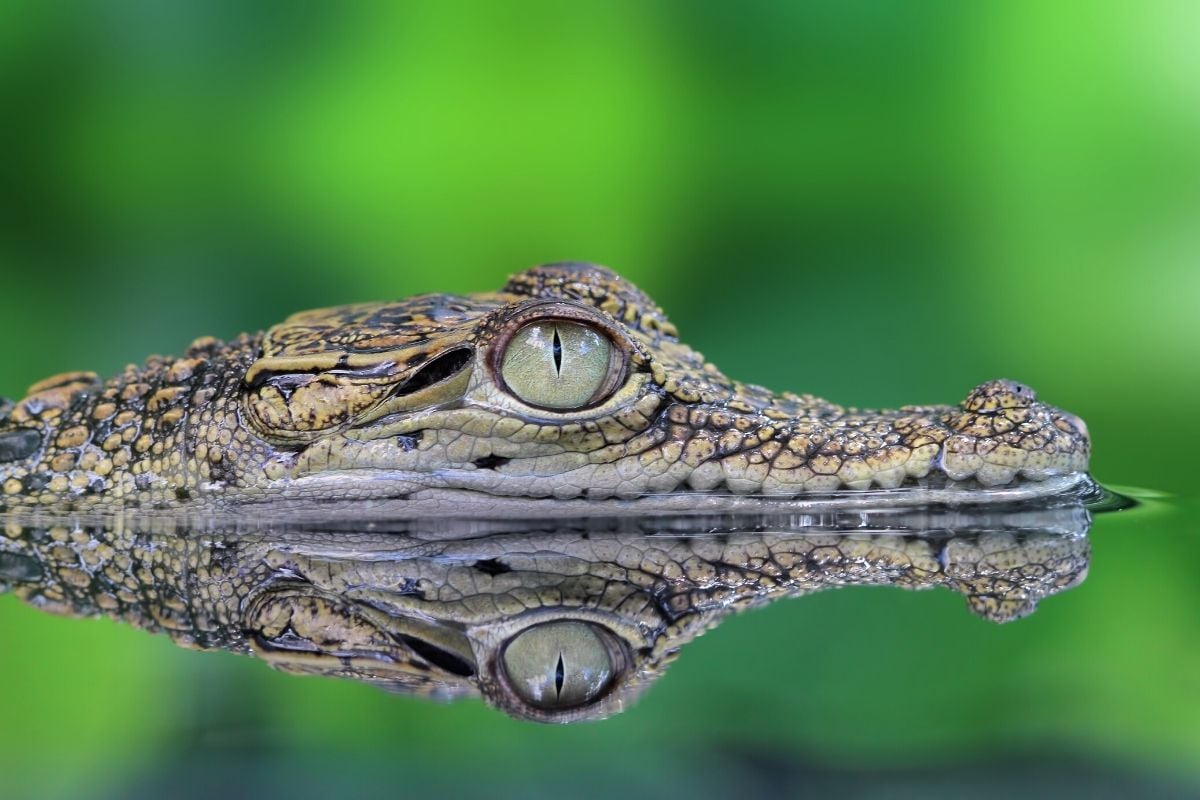 Croco Cun Zoo, Puerto Morelos