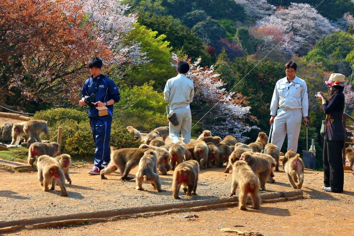 Iwatayama Monkey Park, Kyoto