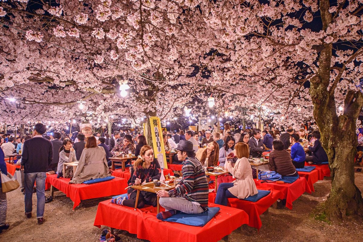 cherry blossom viewing in Kyoto