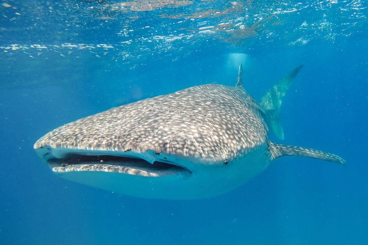 Cosmoledo-Atoll, Seychellen