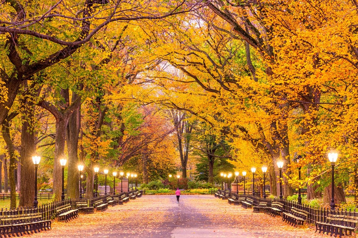 The Mall and Literary Walk, Central Park