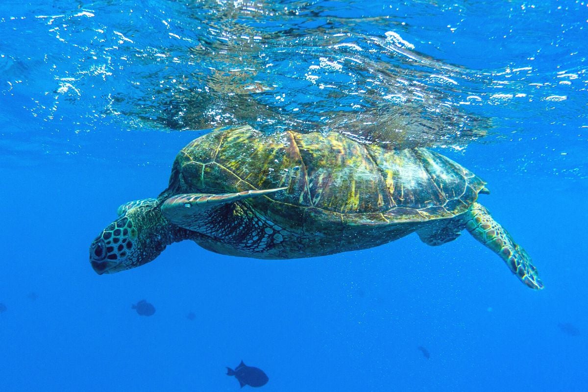 25 Best Snorkeling Spots in Oahu, Hawaii (with Map) TourScanner