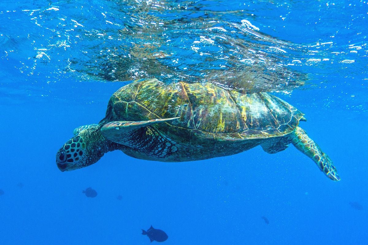 Turtle Canyon, Oahu