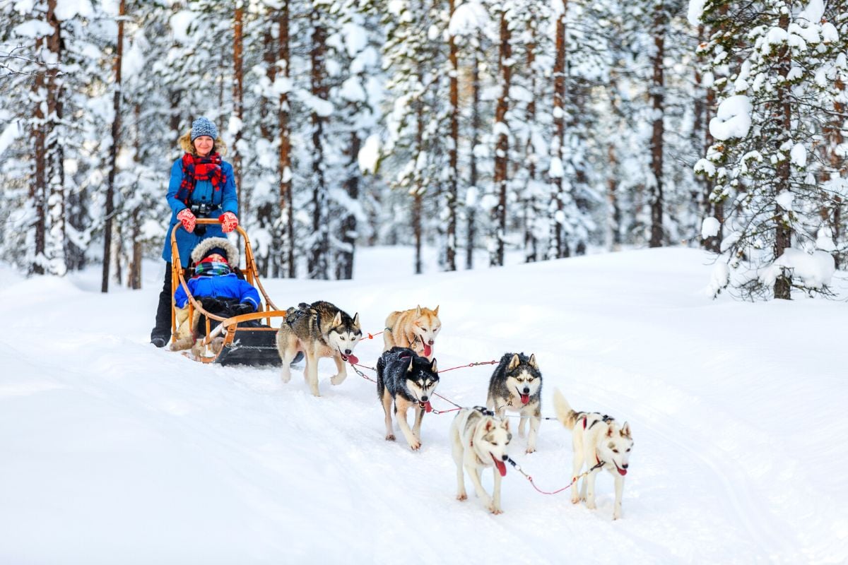 dog sledding in Rovaniemi