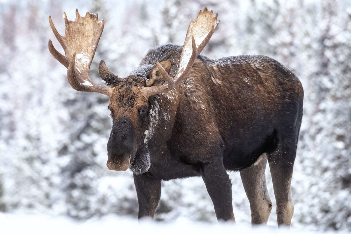 moose safari in Tromso