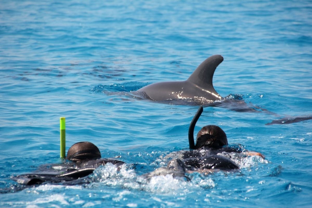 snorkeling with dolphins at Mnemba Island