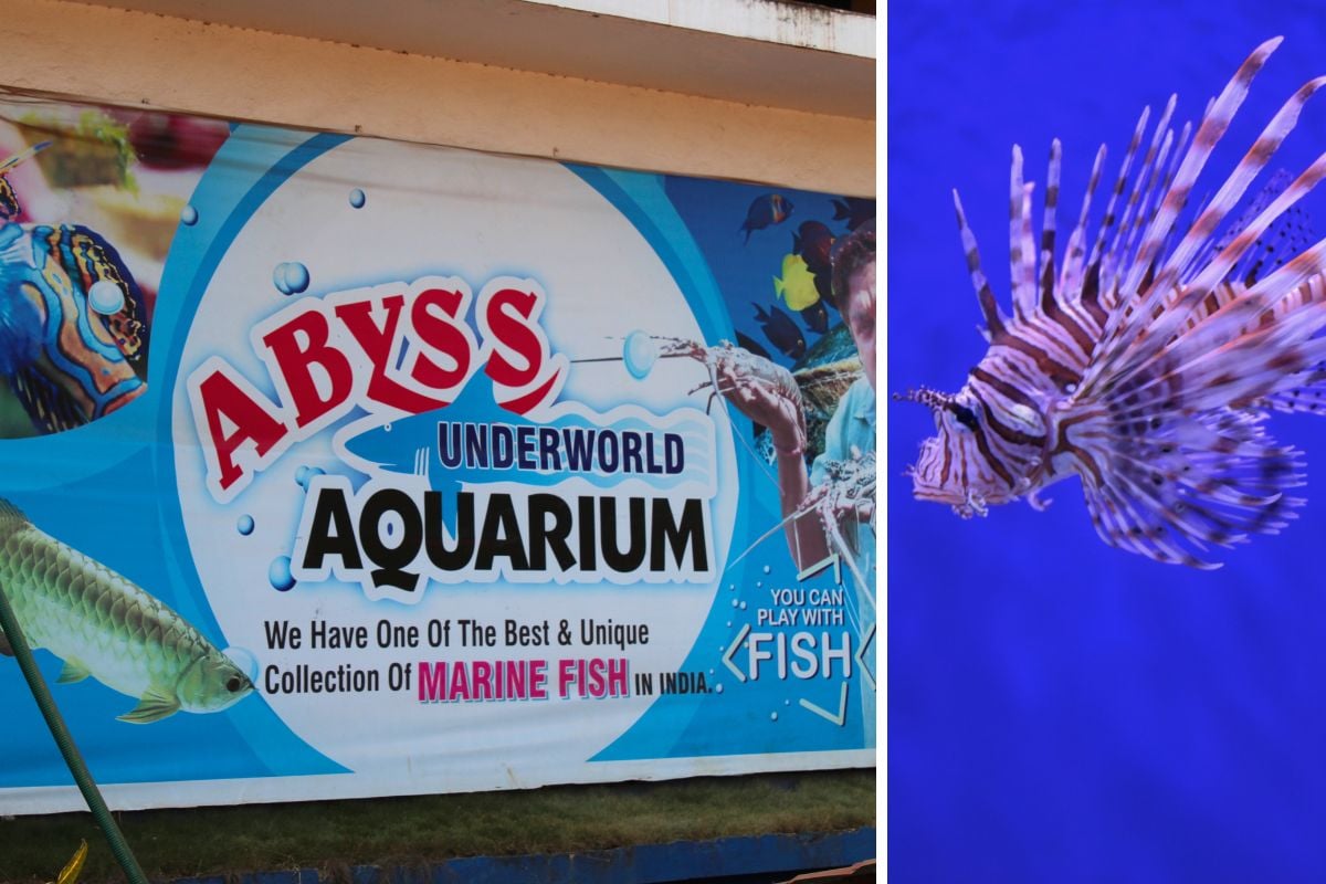 Abyss Aquarium, Goa