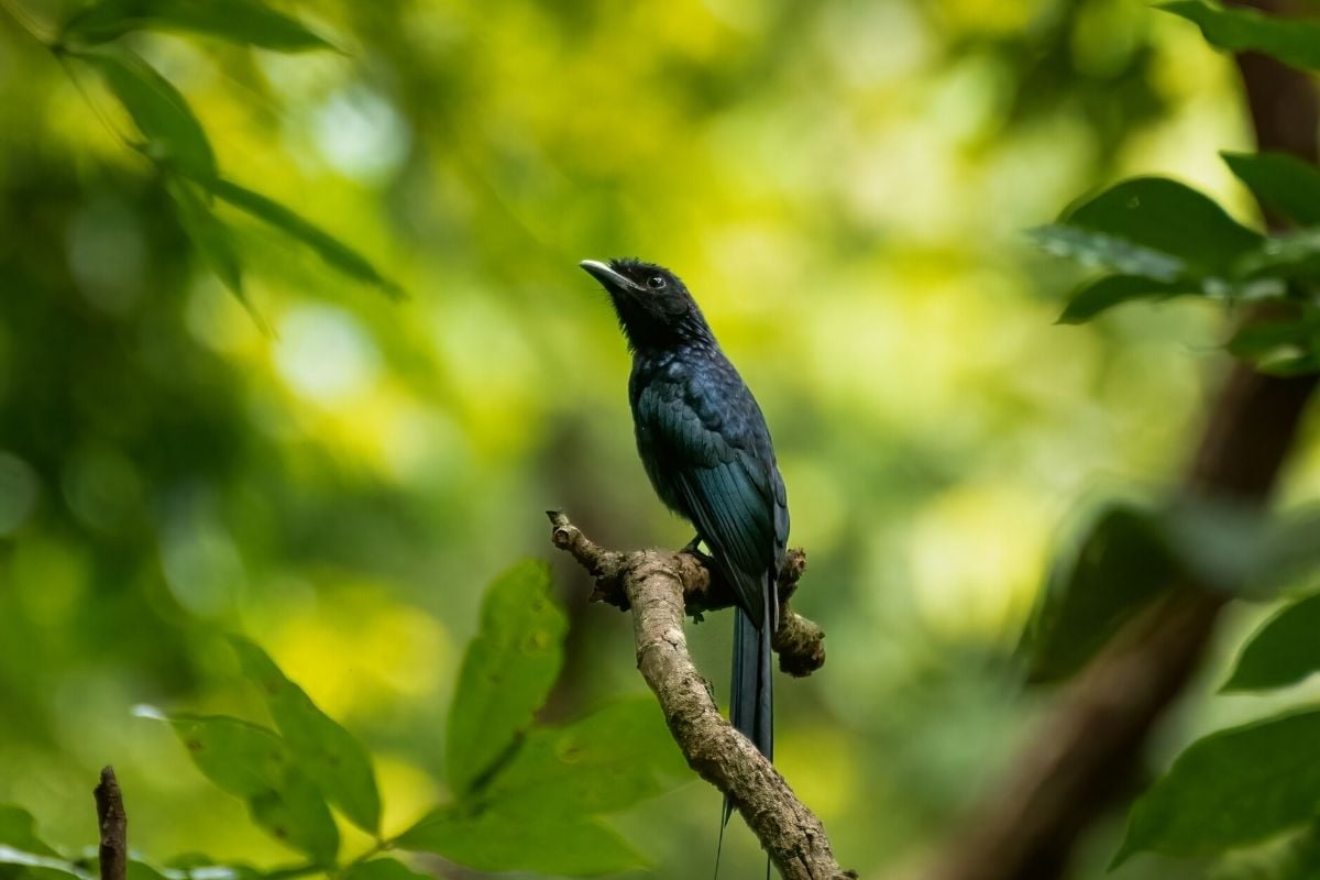 Bondla Wildlife Sanctuary, Goa