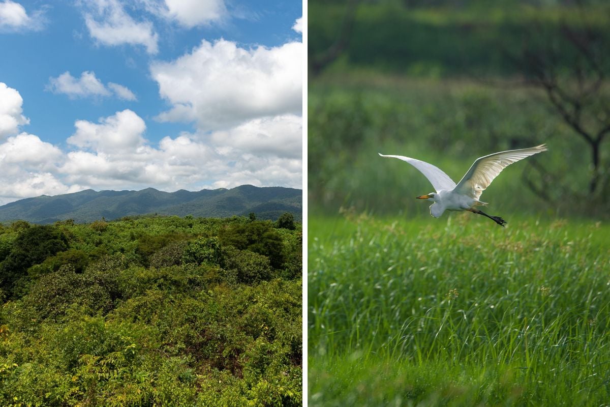 Cotigao Wildlife Sanctuary, Goa