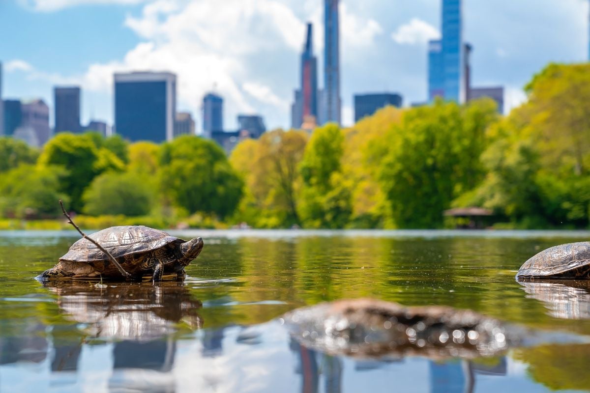 Turtle Pond, Central Park